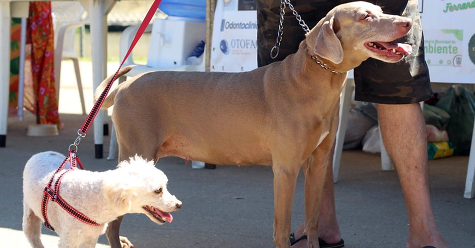 5ª Cãominhada e 4ª Feira em Prol Animal acontece em Bragança