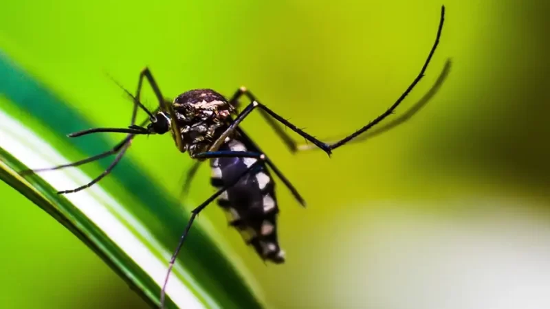 Bragança Paulista deixa estado de emergência da dengue