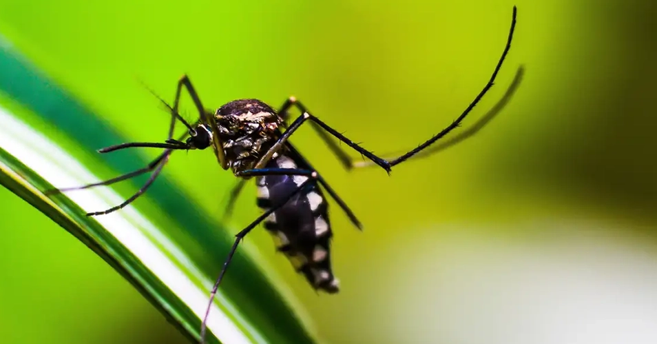 Bragança Paulista deixa estado de emergência da dengue