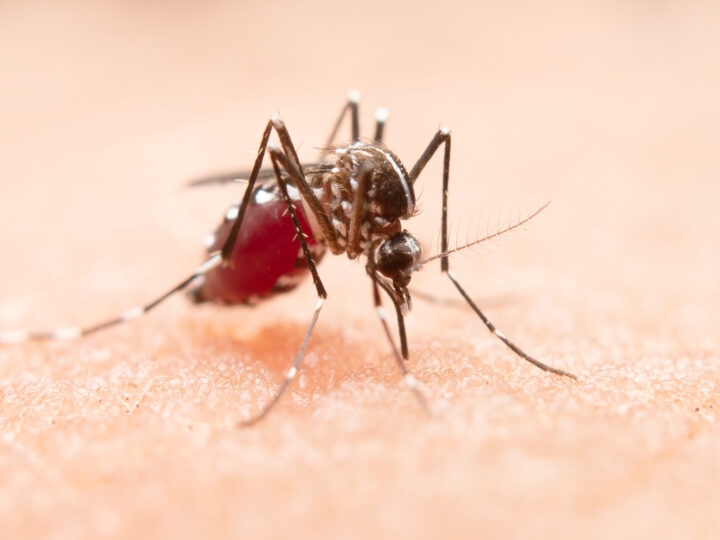 Arrastão combate a dengue em mais 6 bairros nesta segunda