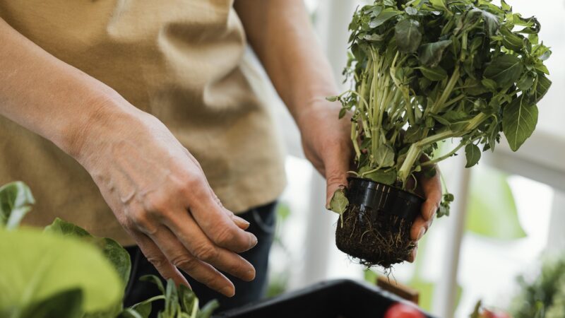Curso ensina como produzir alimentos orgânicos em casa