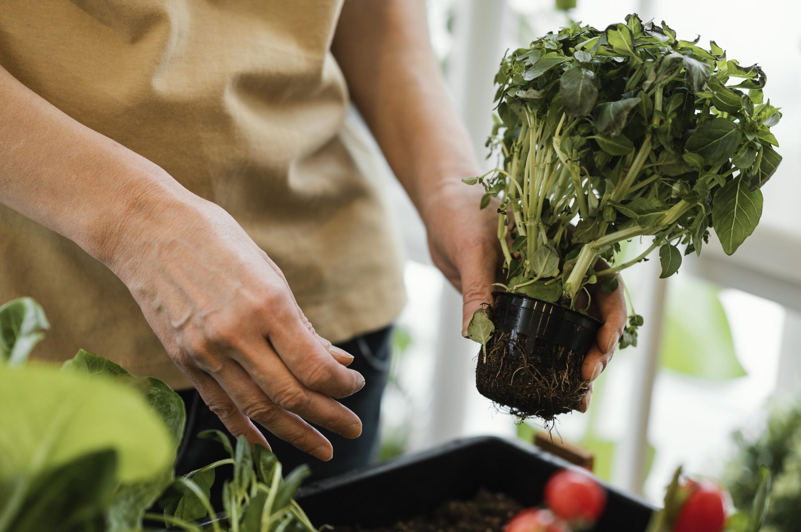 Curso ensina como produzir alimentos orgânicos em casa