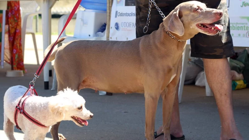 5ª Cãominhada e 4ª Feira em Prol Animal acontece domingo