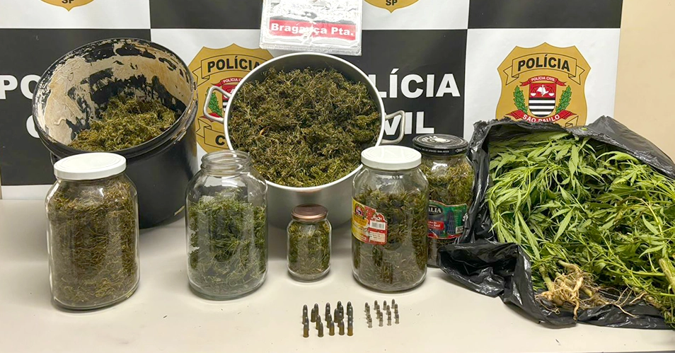 Dupla é presa em Bragança por plantio de maconha em residência