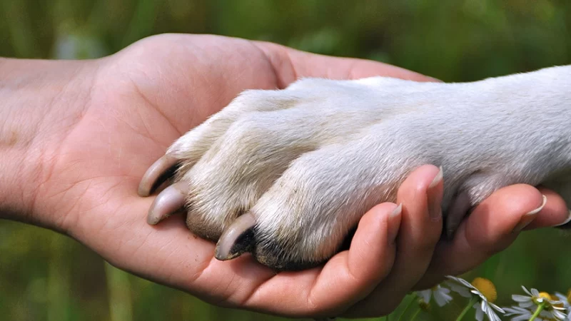 Cachorro é esquecido dentro de carro no Lago do Taboão