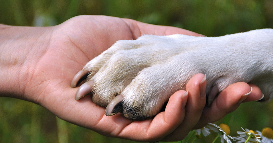 Cachorro é esquecido dentro de carro no Lago do Taboão