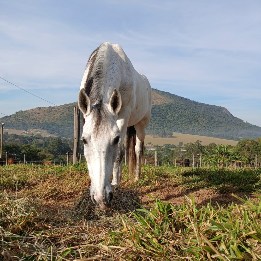 Vaga de Tratador de Cavalos na Conexão Equestre