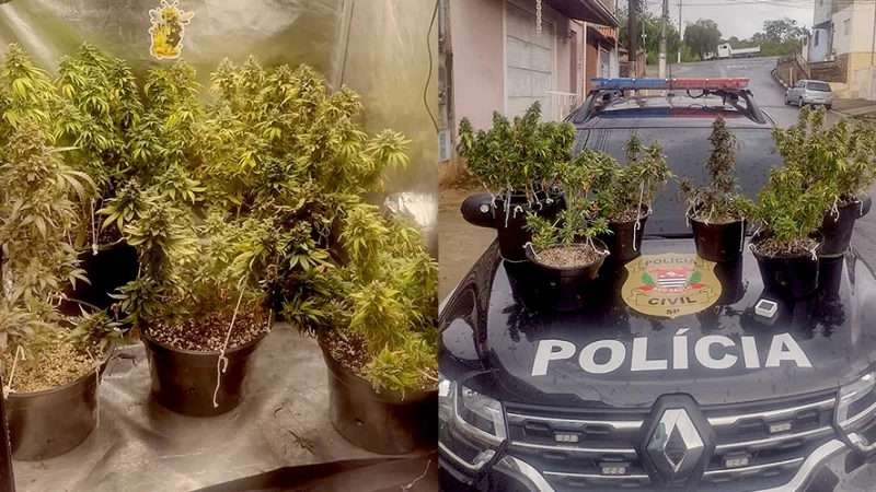 Polícia Civil descobre plantação de maconha na Planejada I