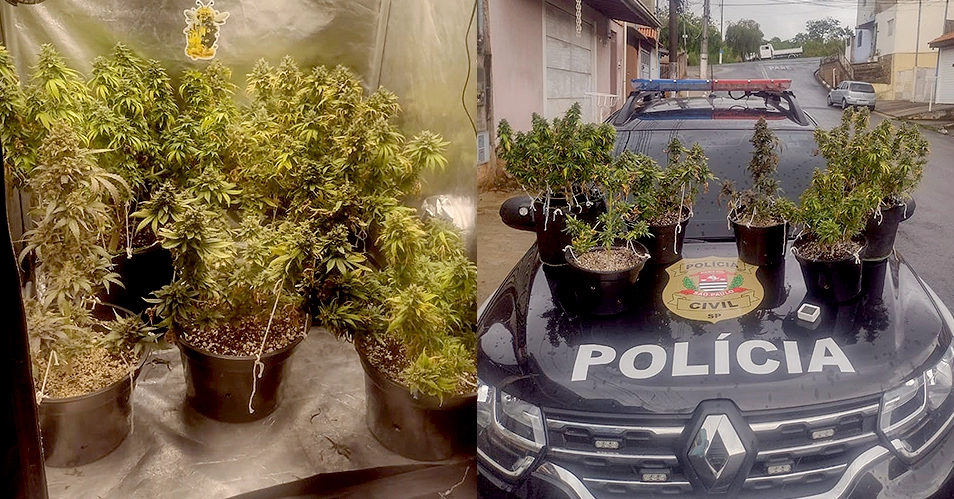 Polícia Civil descobre plantação de maconha na Planejada I