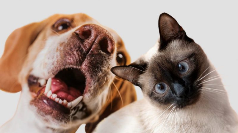 Castramóvel de Bragança abre vagas para última castração do ano