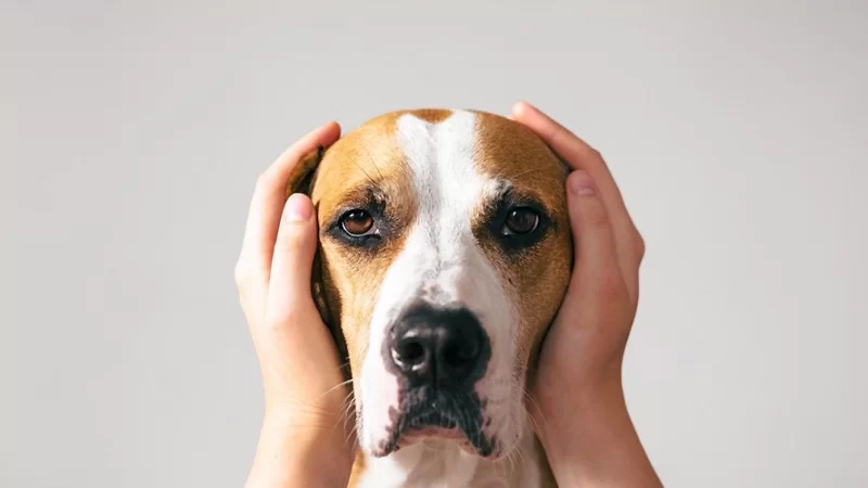 Confira dicas para reduzir estresse de pets nos fogos de Réveillon