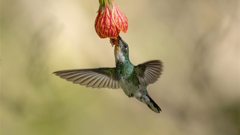 Exposição Aves de Extrema une arte e conscientização ambiental 