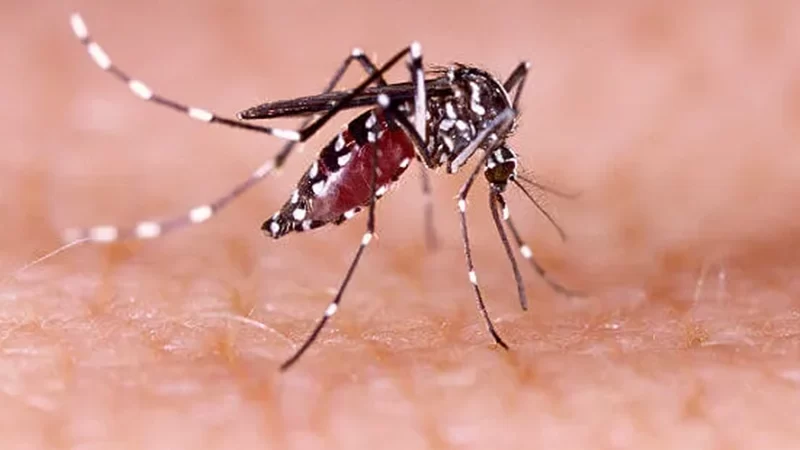 Amparo registra óbito por dengue e investiga 4 falecimentos