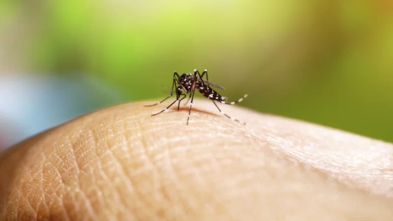 Estado lança Plano de Contingência da dengue