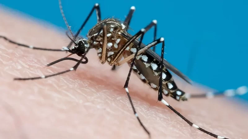 Bragança registra 15 óbitos de dengue e casos aumentam 7.000%