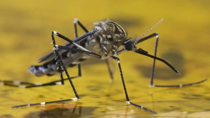 Óbitos de febre amarela são registrados em cidades da região