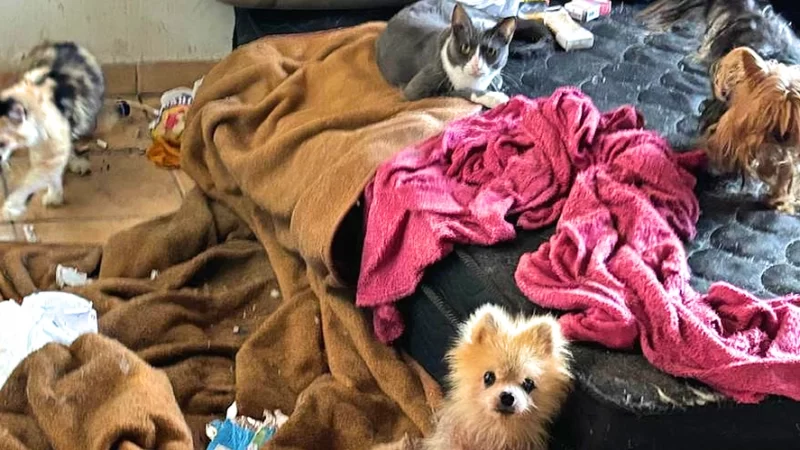 Homem é preso por maus-tratos a animais em Bragança Paulista
