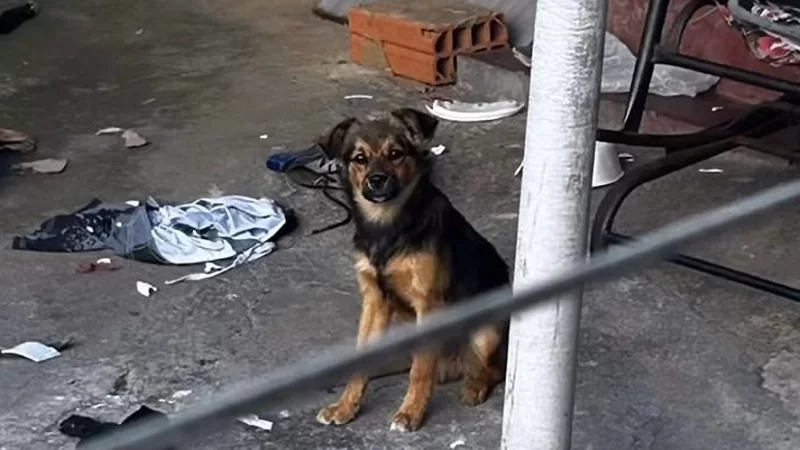 Polícia Civil e Meio Ambiente resgatam cachorro em maus-tratos