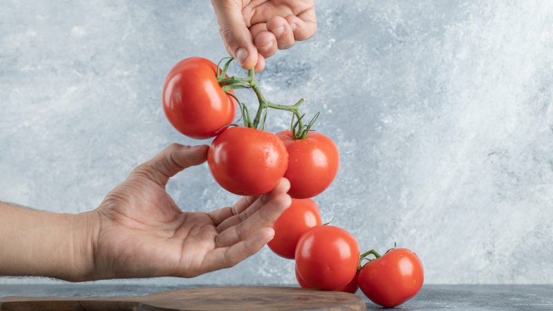 Sindicato Rural promove curso sobre Tomate Orgânico