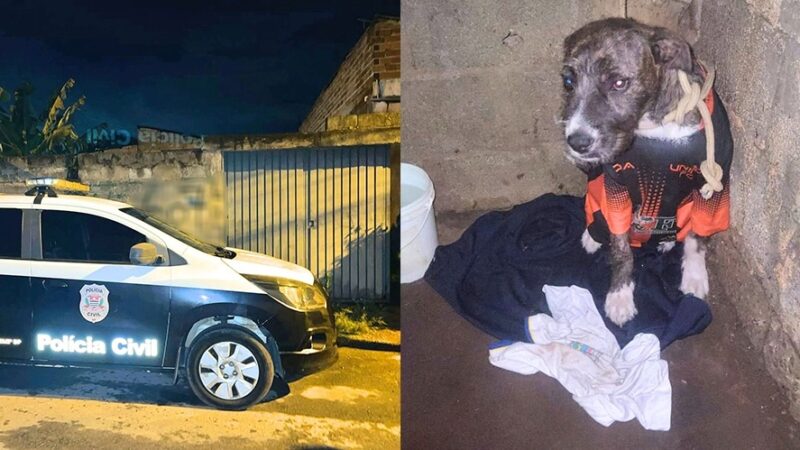 Homem é preso após agredir cão em Bragança Paulista
