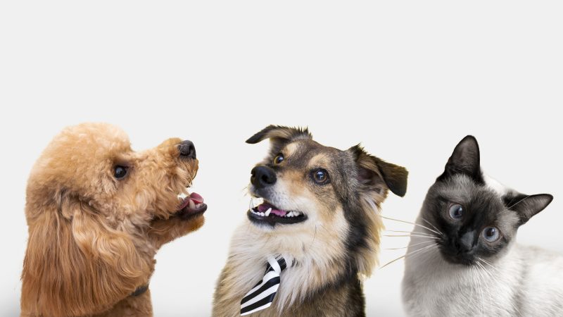 Agendamento para castração de animais é aberto em Bragança