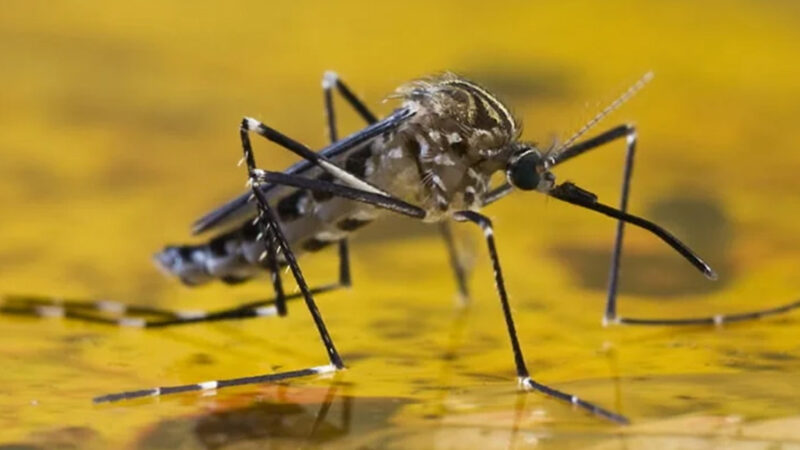 Febre amarela: Saúde atualiza casos em Bragança Paulista