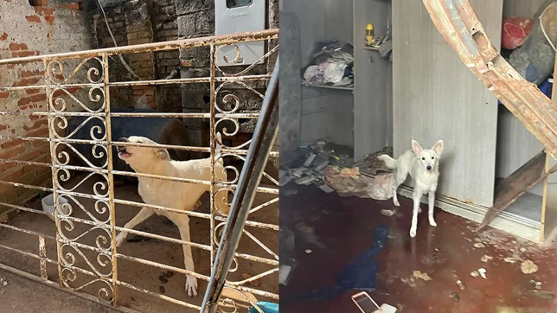 Irmãos são presos por maus-tratos a cães em Bragança Paulista