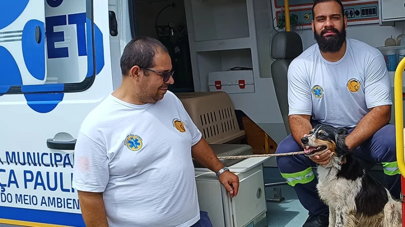 Mais um cão em situação de maus-tratos é resgatado e tutor preso