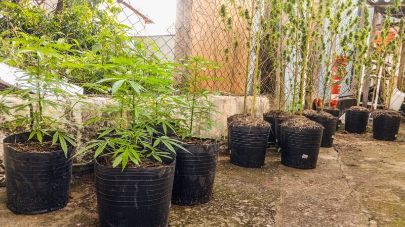 Pai e filho são presos por cultivar maconha em Bragança Paulista