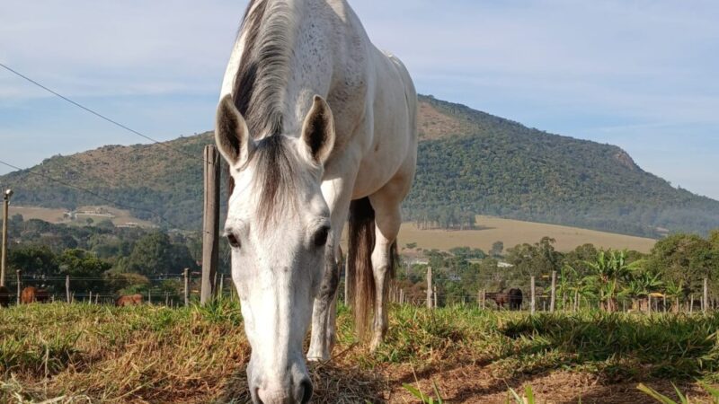 Vaga de Tratador  de Cavalos na Conexão Equestre