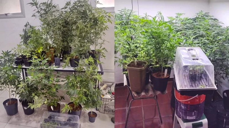 Mais uma pessoa é presa por cultivar maconha em residência