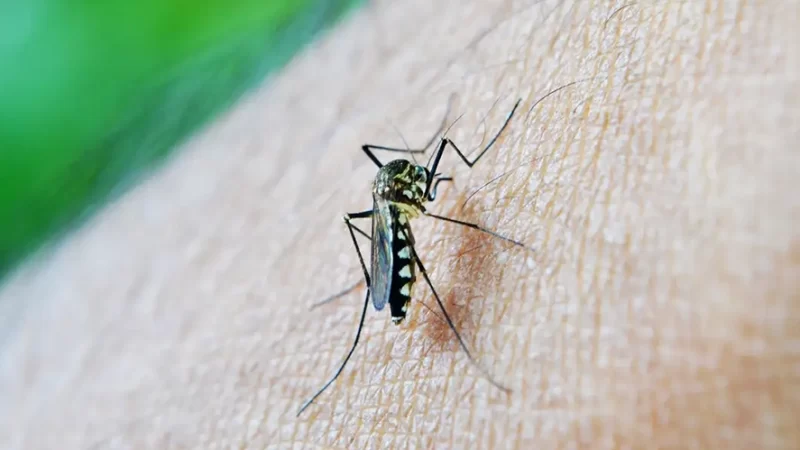 Bragança Paulista registra 226 casos de dengue em 2025