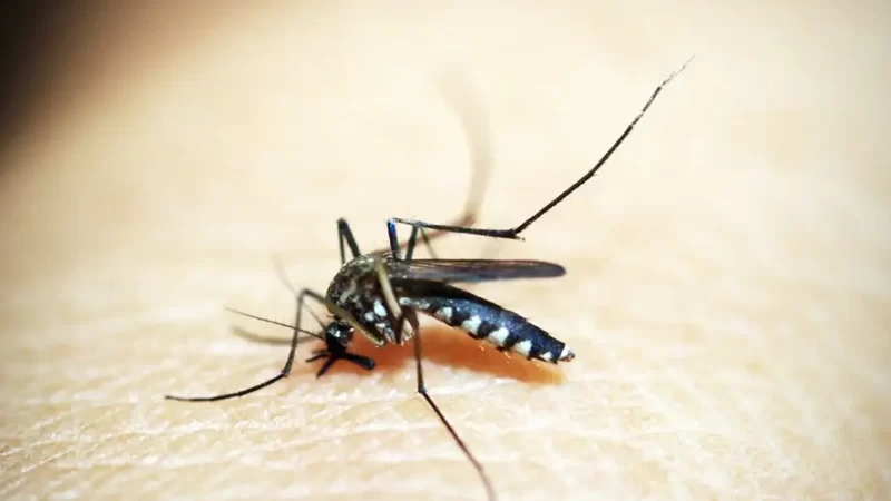 Bragança Paulista registra 301 casos de dengue em 2025