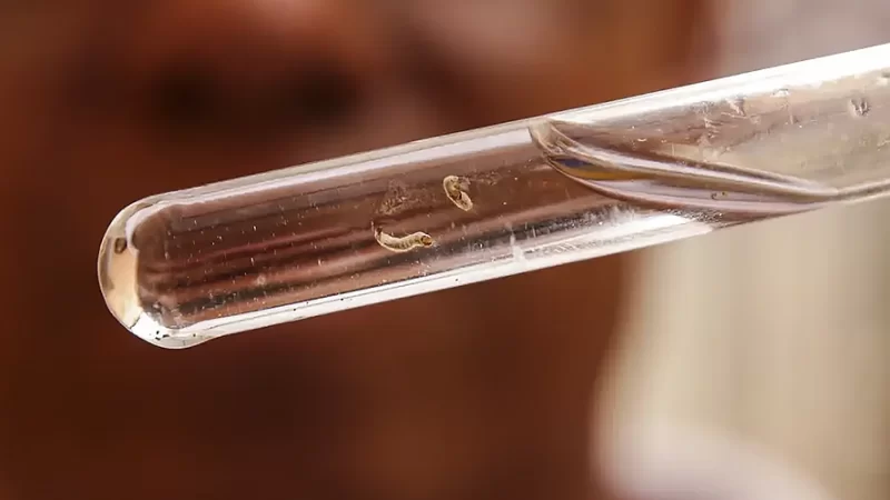 Bragança Paulista registra 364 casos de dengue em 2025