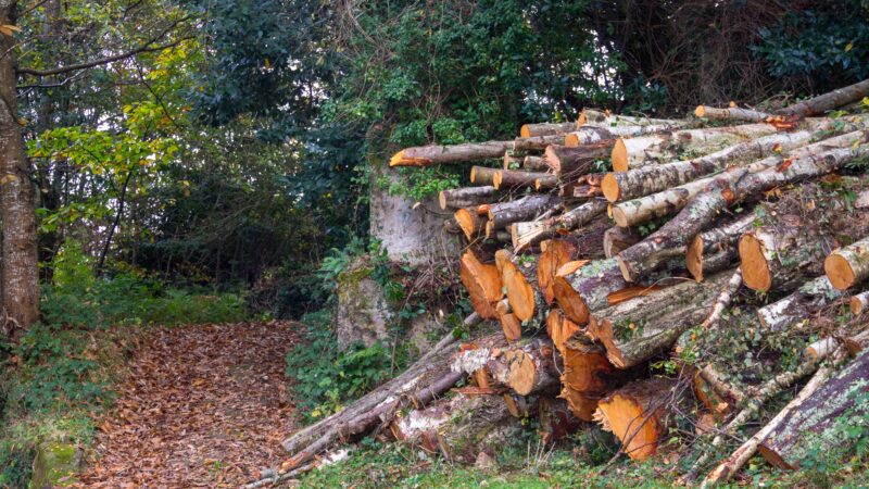 PL da Devastação: mobilização contra ocorre dia 2 em Bragança