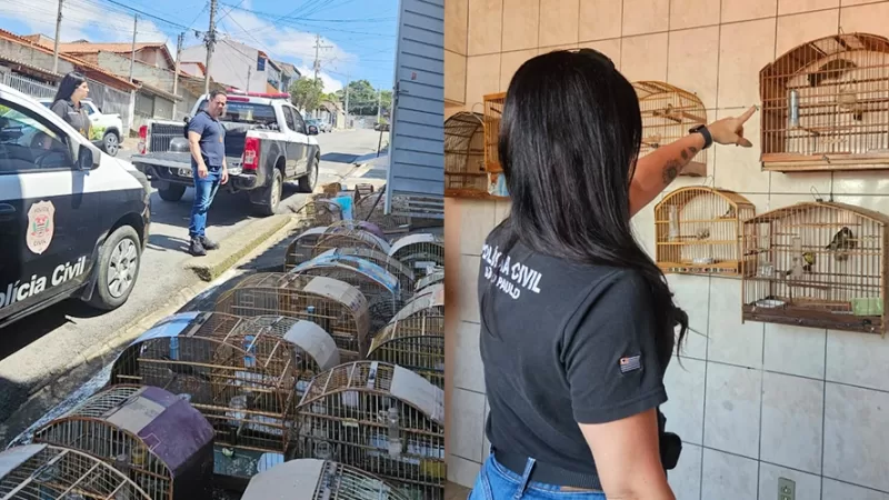 Homem é preso com 59 pássaros silvestres mantidos em cativeiro