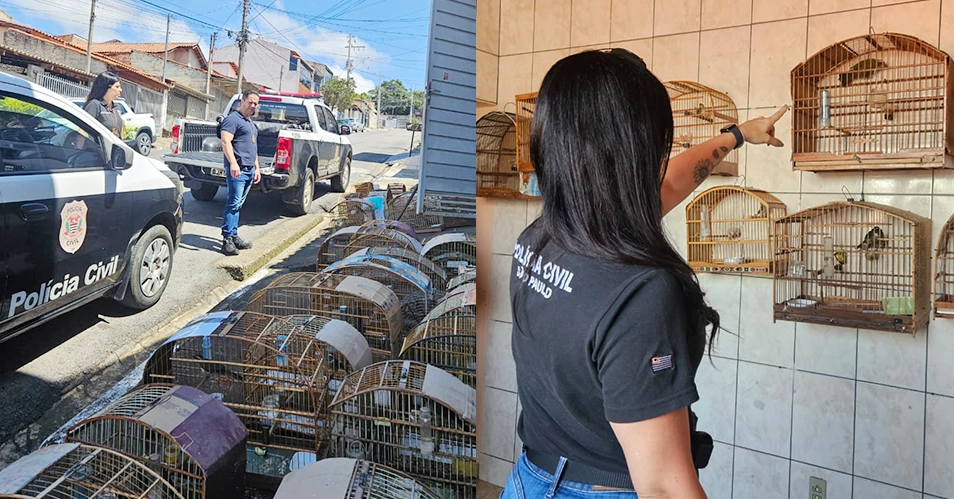 Homem é preso com 59 pássaros silvestres mantidos em cativeiro