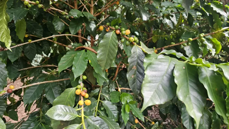 Bragança Paulista promove 1º Festival do Café de 9 a 12 de outubro