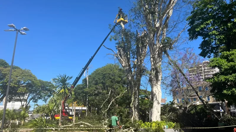Árvores são cortadas da Praça José Bonifácio