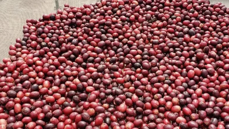 Bragança Paulista tem dois cafés premiados entre os 50 melhores de São Paulo