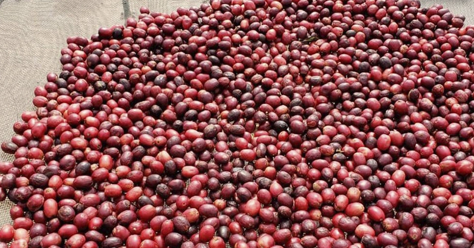 Bragança Paulista tem dois cafés premiados entre os 50 melhores de São Paulo