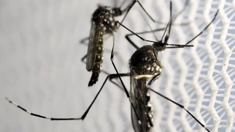 Bragança Paulista registra 388 casos de dengue em 2025