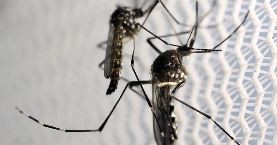 Bragança Paulista registra 388 casos de dengue em 2025
