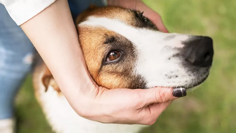 Confira dicas para reduzir estresse de pets nos fogos de Réveillon
