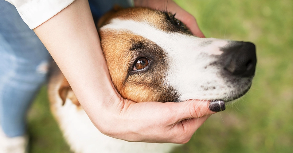 Confira dicas para reduzir estresse de pets nos fogos de Réveillon