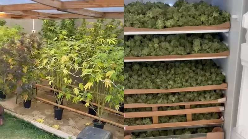 Força Tática apreende 50 kg de maconha em Bragança Paulista