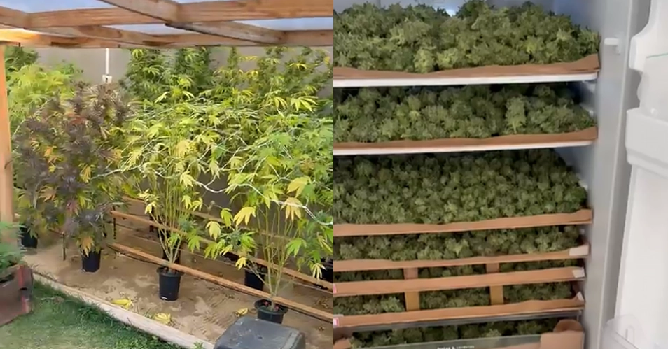 Força Tática apreende 50 kg de maconha em Bragança Paulista