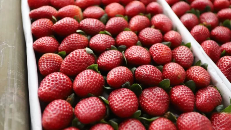 Linha de crédito beneficia produtores de morango