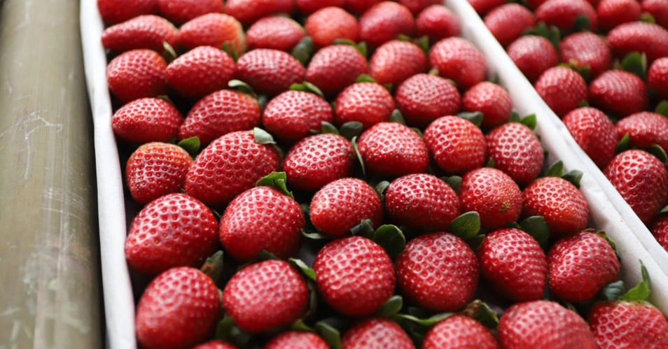 Linha de crédito beneficia produtores de morango