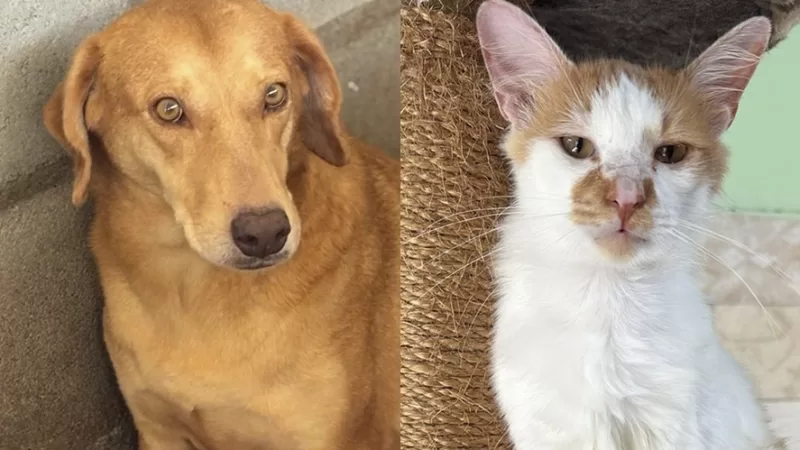 Com 600 animais abrigados, Faros D’Ajuda faz apelo por adoção